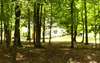 View through the trees. Peaceful and serene