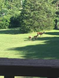 Wildlife and deer are in abundance here.  They snort!  Fawns & Bucks & Does roam freely.