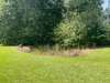 This is the small Spring Fed Pond with Cattails growing in it.