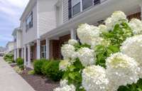 The subdivision has these beautiful hydrangeas strategically placed throughout to enhance the beauty of this area.