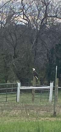 Owners photo of Eagle on property.