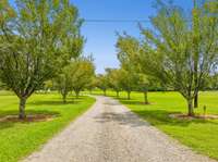 A tree-lined, long gravel drive provides a warm welcome to your property! 8699 Christiana Fosterville Rd   Christiana, TN  37037