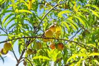 A peach tree is located right outside your back door.