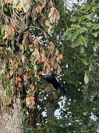 A rare and beautiful female Pileated Woodpecker back of home to east on TVA land.