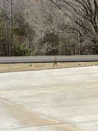 Deer looking to cross the street