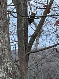 Back of home, one of the many American Bald Eagles that reside in the Tim's Ford area.