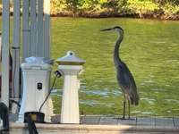 Crane waiting for a boat ride