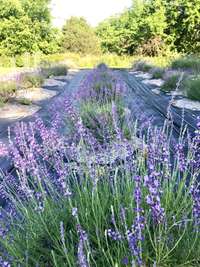 There has been a working lavender farm on the top of the hill in the backyard.