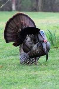 Turkeys and other wildlife wander the property on a regular basis.