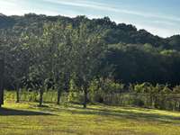 Fruit Trees in the Back Yard