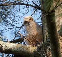 Property remains a wonderful haven for local wildlife including birds and turtles