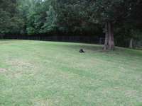 Your own dog park! Dog paradise: room to run with two fenced areas, tons of shade, and covered back porch.