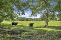 Neighboring pasture view from back corner of trail