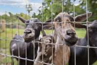 Meet the girls! Princes - because she is. Sage - the spicey girl. Paprika - she makes everything better - and B-Dubbs who claims to be a famous Rapper who was changed into a goat after she accidentally licked a toad!