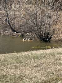Turtle sunning time.