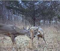 photos from trail cam on the property