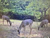 Photos from trail cam on the property