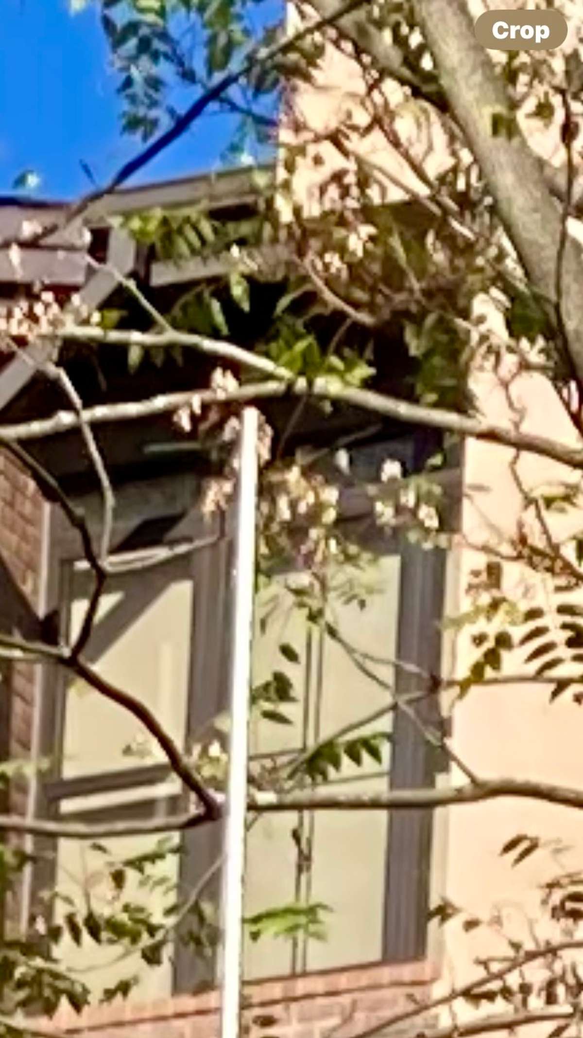Photo shows the proposed height of a backyard structure that provides plenty of privacy for the backyard from the rear condo building.
