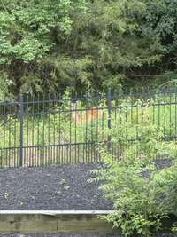 Watch deer while you sip coffee on your back deck!