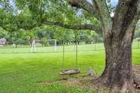 The large tree provides some shade.