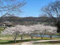 Cherry trees line the driveway!