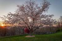 A majestic cherry blossom tree graces the front yard, creating a stunning seasonal display. Classic five-board wooden farm fencing lines the front and side yards, adding a touch of rustic charm.