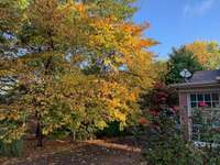 In a few short months Beautiful Fall Colors will be on display in the Yard