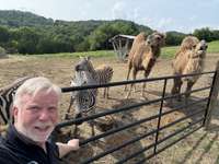Yes! We have Zebra’s  and Camels! Could be purchased separately!