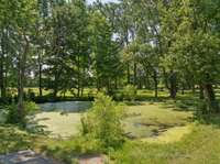Pond
