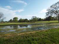 pond