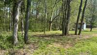 Wooded section of backyard
