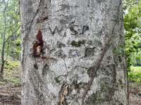 Tree dates back to the Civil War