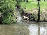 Spring fed year round creek