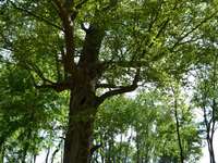 Do you know what an old tree is?   Lucky.  This one probably witnessed history