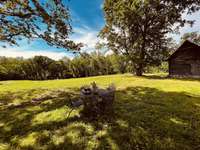 Big trees for shade in the Summer