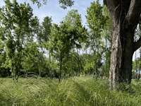 Another view of the Meadow in the rear of the property