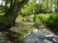 Healthy spring fed creek