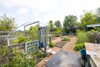 Red table grapes and muscadine grapes grow along the back fence line of the garden. The grapes produce enough fruit for multiple batches of jelly each year.