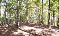 Another building site - there are several perc sites on the property and miles of hiking and riding trails, springs, a creek and a waterfall.