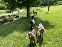 Meet their goats!  They help keep the property mowed.
