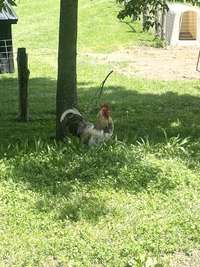 Chickens and chicken coops!