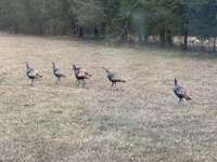 Wild turkey - just a few of the properties visitors