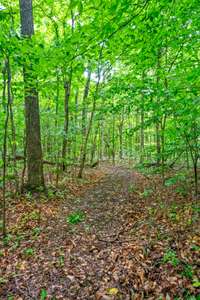 Trail leading towards back of property