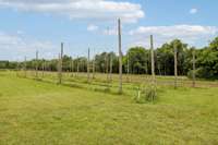 Has been an active Hops garden!