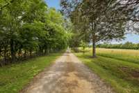 You'll love the long gravel driveway to access the property- lined with hybrid White Oaks, Pecans, hybrid Chestnut & Cedar trees for privacy and beauty