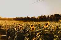 Sunflowers for this year have been planted ......will bloom in August if all this rain has not caused any damage!