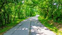 Beautiful tree canopy lined Still House Hollow Rd.