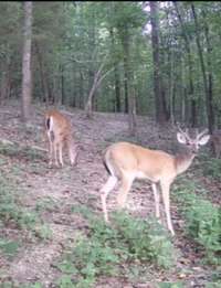 Trail cam
