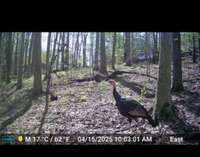 Trail cam