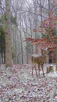 Trail cam